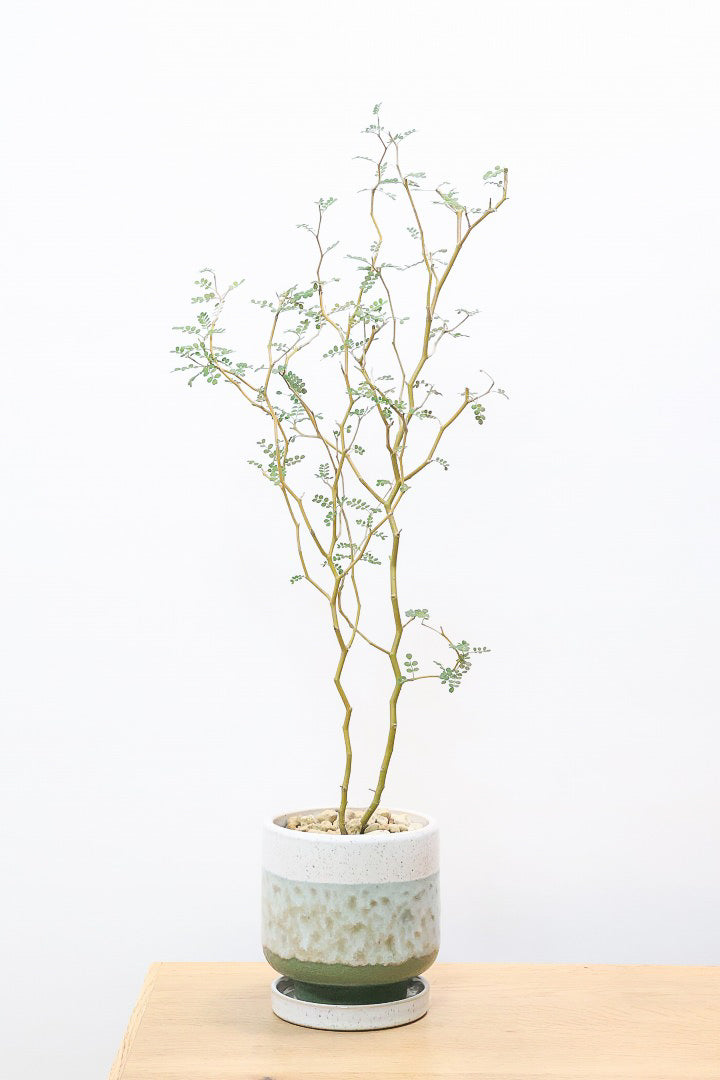 【ソフォラ リトルベイビー】スタイリッシュな樹形！ミニミニのかわいい葉っぱがかわいい!育てやすい観葉植物! 寒さに強い