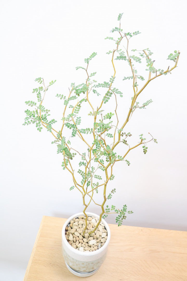 【ソフォラ リトルベイビー】スタイリッシュな樹形！ミニミニのかわいい葉っぱがかわいい!育てやすい観葉植物! 寒さに強い