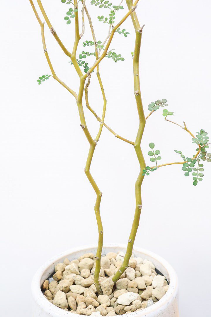 【ソフォラ リトルベイビー】スタイリッシュな樹形！ミニミニのかわいい葉っぱがかわいい!育てやすい観葉植物! 寒さに強い