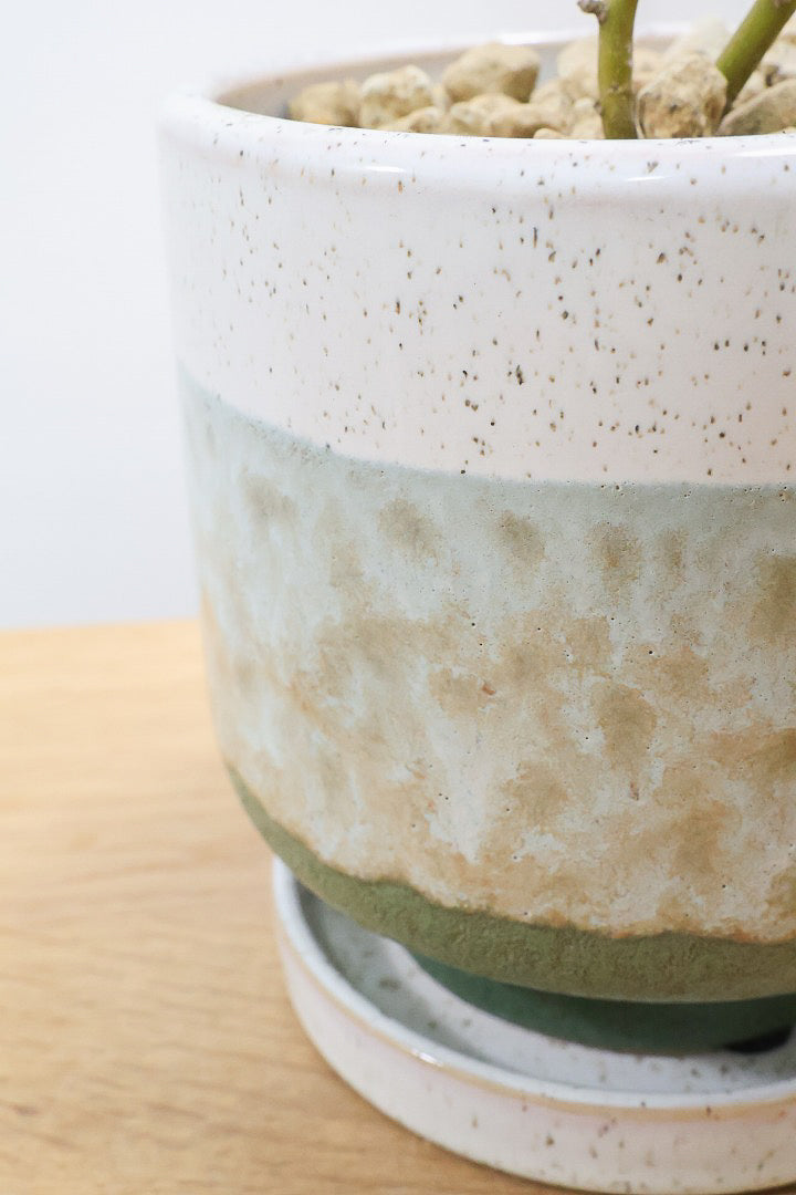 【ソフォラ リトルベイビー】スタイリッシュな樹形！ミニミニのかわいい葉っぱがかわいい!育てやすい観葉植物! 寒さに強い