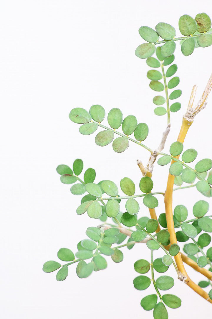 【ソフォラ リトルベイビー】スタイリッシュな樹形！ミニミニのかわいい葉っぱがかわいい!育てやすい観葉植物! 寒さに強い