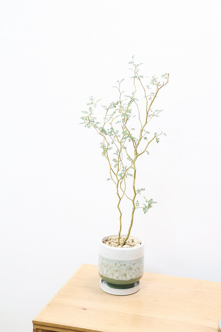 【ソフォラ リトルベイビー】スタイリッシュな樹形！ミニミニのかわいい葉っぱがかわいい!育てやすい観葉植物! 寒さに強い