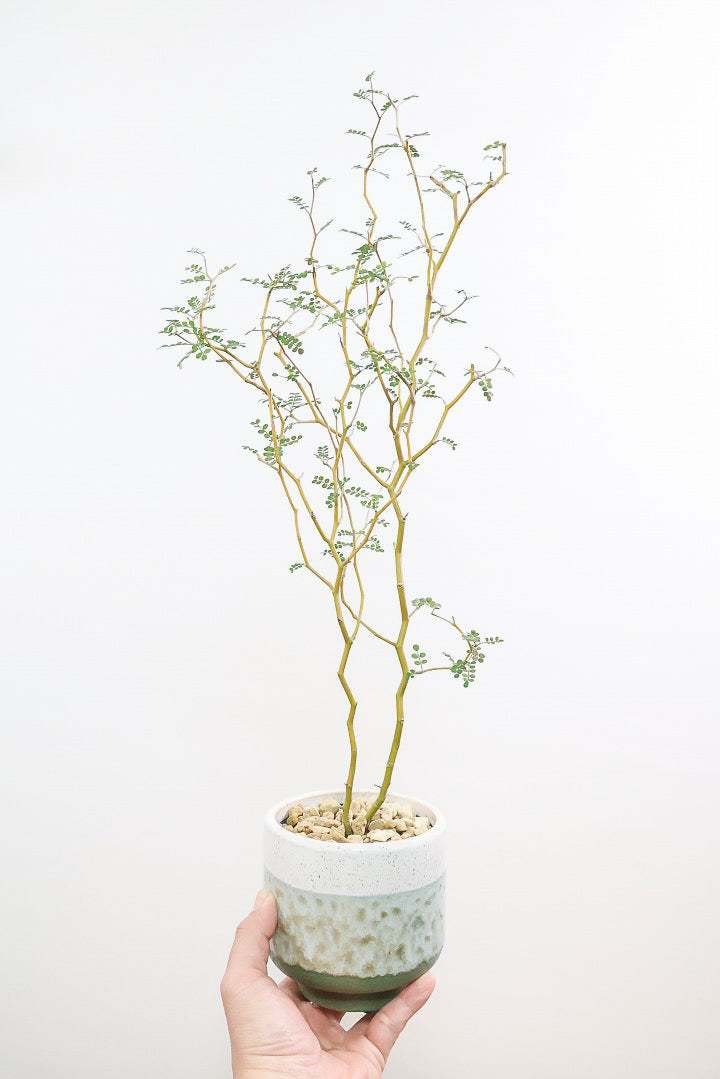 【ソフォラ リトルベイビー】スタイリッシュな樹形！ミニミニのかわいい葉っぱがかわいい!育てやすい観葉植物! 寒さに強い