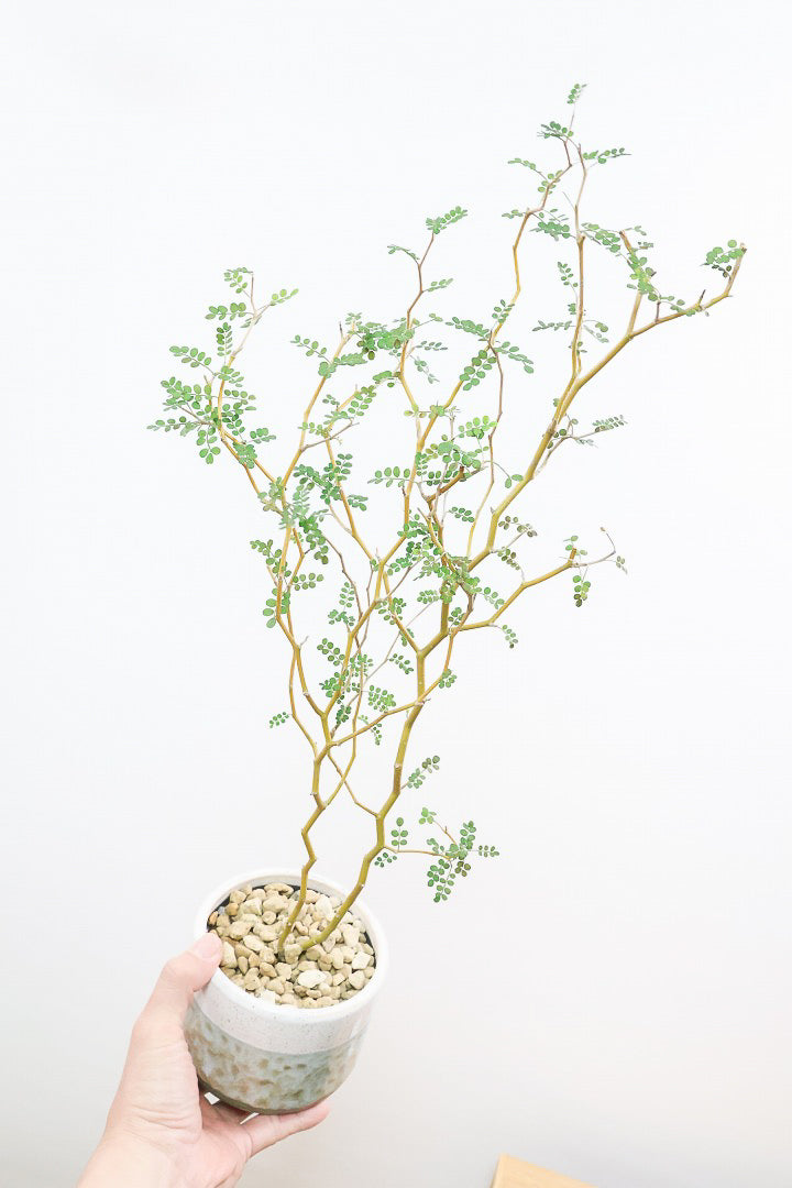 【ソフォラ リトルベイビー】スタイリッシュな樹形！ミニミニのかわいい葉っぱがかわいい!育てやすい観葉植物! 寒さに強い