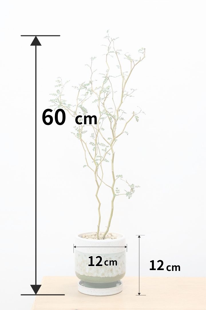 【ソフォラ リトルベイビー】スタイリッシュな樹形！ミニミニのかわいい葉っぱがかわいい!育てやすい観葉植物! 寒さに強い