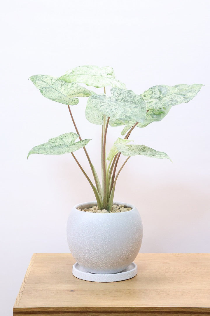 【アロカシア バティックオドラ】爽やかな葉色が素晴らしい人気の品種！繊細そうに見えて意外と丈夫なんです！