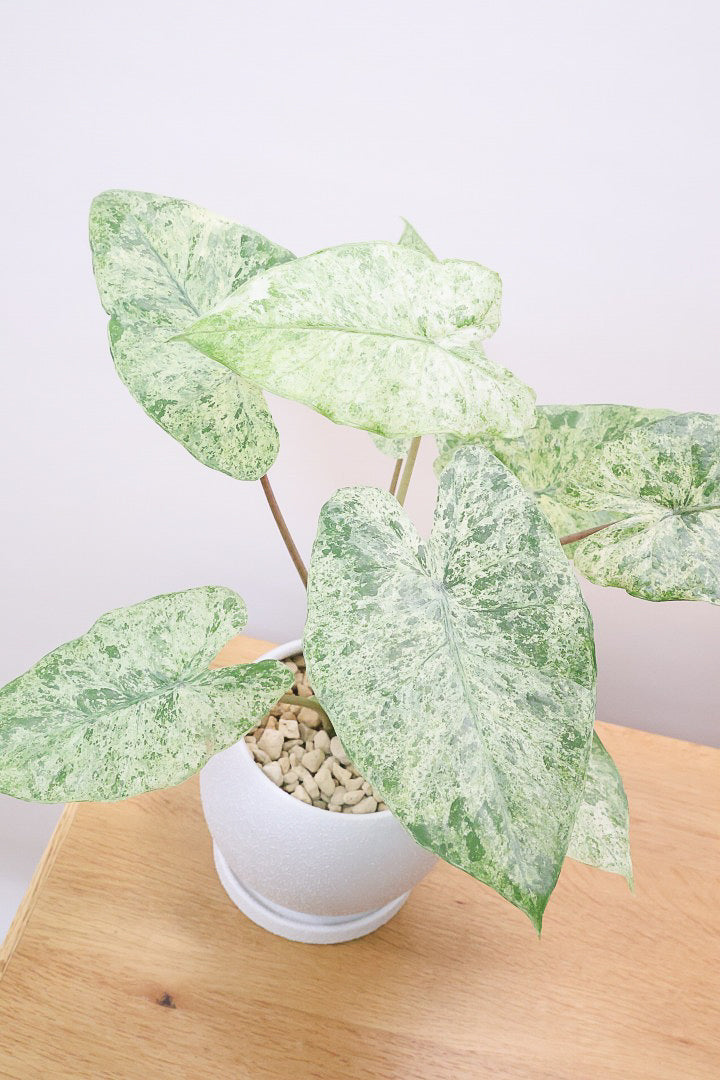 【アロカシア バティックオドラ】爽やかな葉色が素晴らしい人気の品種！繊細そうに見えて意外と丈夫なんです！