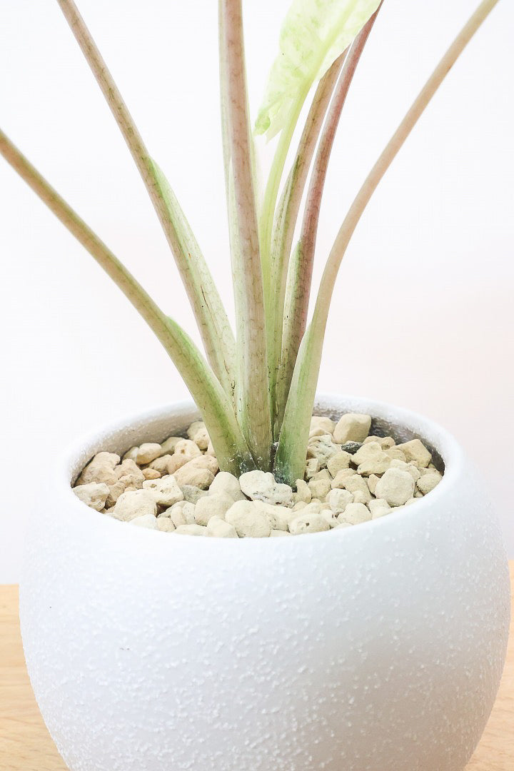 【アロカシア バティックオドラ】爽やかな葉色が素晴らしい人気の品種！繊細そうに見えて意外と丈夫なんです！