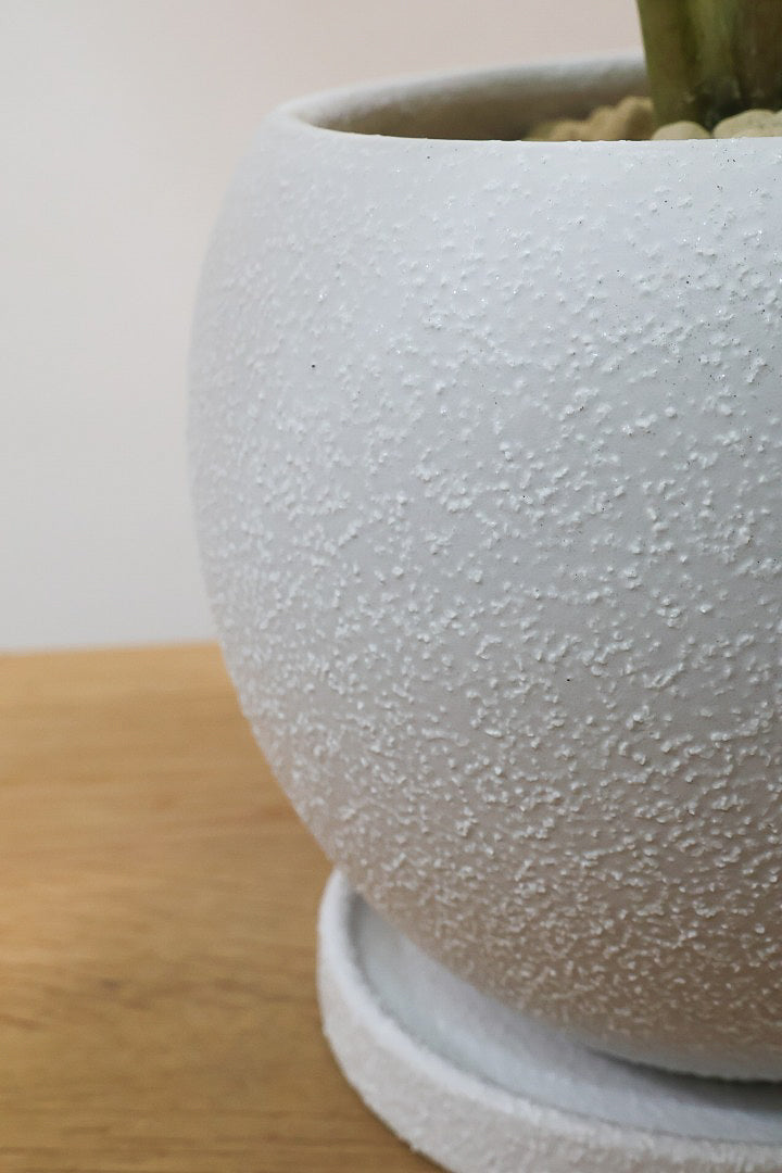 【アロカシア バティックオドラ】爽やかな葉色が素晴らしい人気の品種！繊細そうに見えて意外と丈夫なんです！