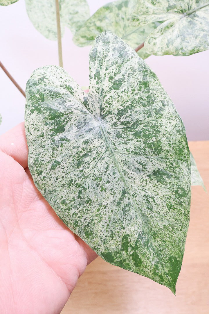 【アロカシア バティックオドラ】爽やかな葉色が素晴らしい人気の品種！繊細そうに見えて意外と丈夫なんです！