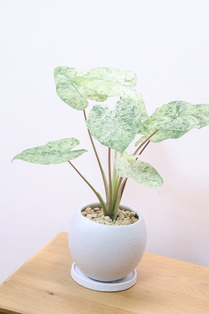 【アロカシア バティックオドラ】爽やかな葉色が素晴らしい人気の品種！繊細そうに見えて意外と丈夫なんです！
