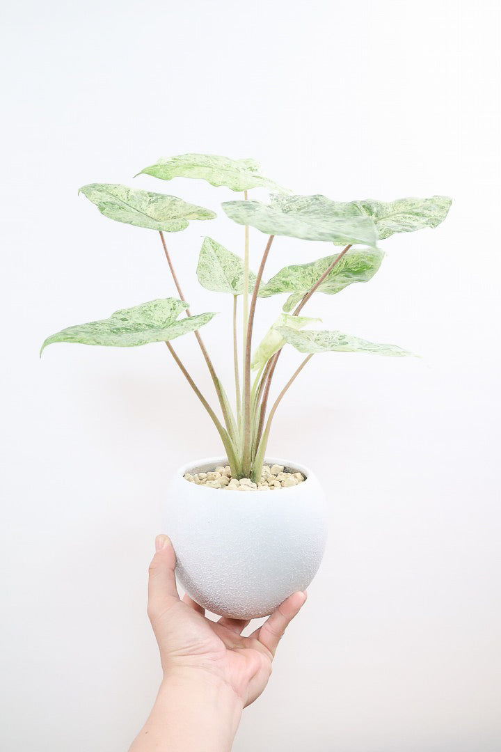 【アロカシア バティックオドラ】爽やかな葉色が素晴らしい人気の品種！繊細そうに見えて意外と丈夫なんです！