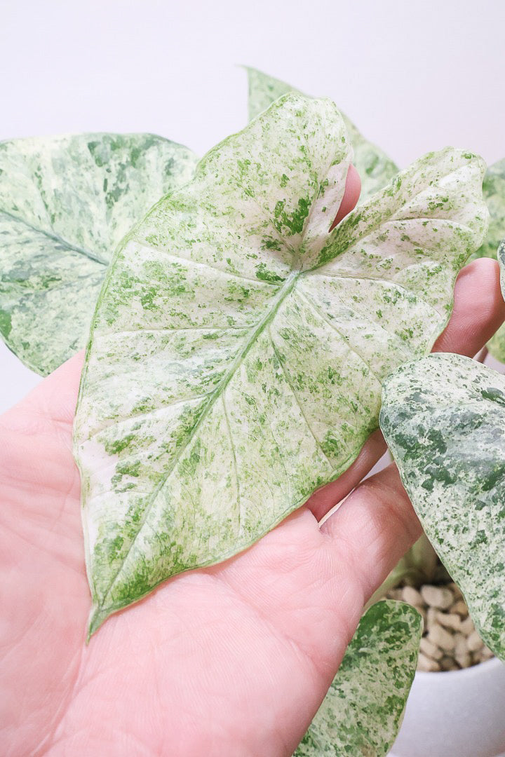 【アロカシア バティックオドラ】爽やかな葉色が素晴らしい人気の品種！繊細そうに見えて意外と丈夫なんです！