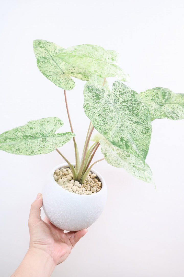 【アロカシア バティックオドラ】爽やかな葉色が素晴らしい人気の品種！繊細そうに見えて意外と丈夫なんです！