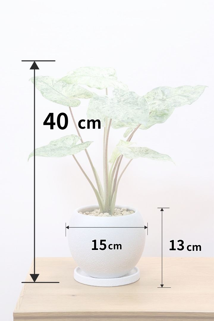 【アロカシア バティックオドラ】爽やかな葉色が素晴らしい人気の品種！繊細そうに見えて意外と丈夫なんです！