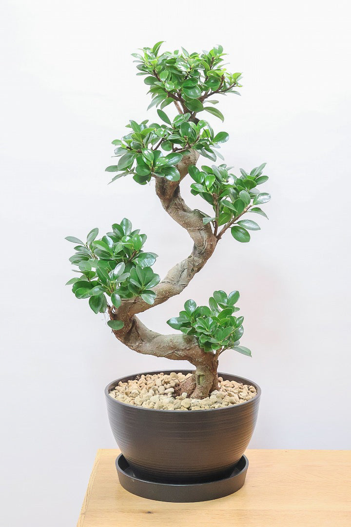 【ガジュマル】軽量なプラスチック鉢！S字にカーブした幹が個性的！仕入れ時に個性的な枝を選んで仕入れてきました！おすすめです！