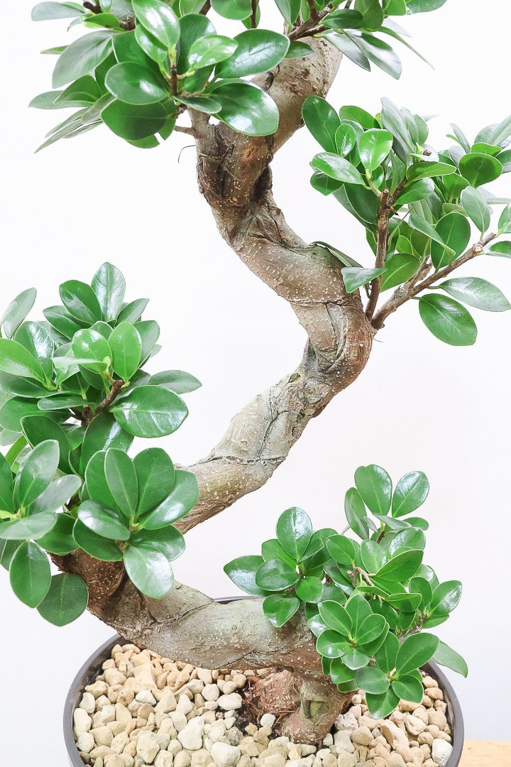 【ガジュマル】軽量なプラスチック鉢！S字にカーブした幹が個性的！仕入れ時に個性的な枝を選んで仕入れてきました！おすすめです！