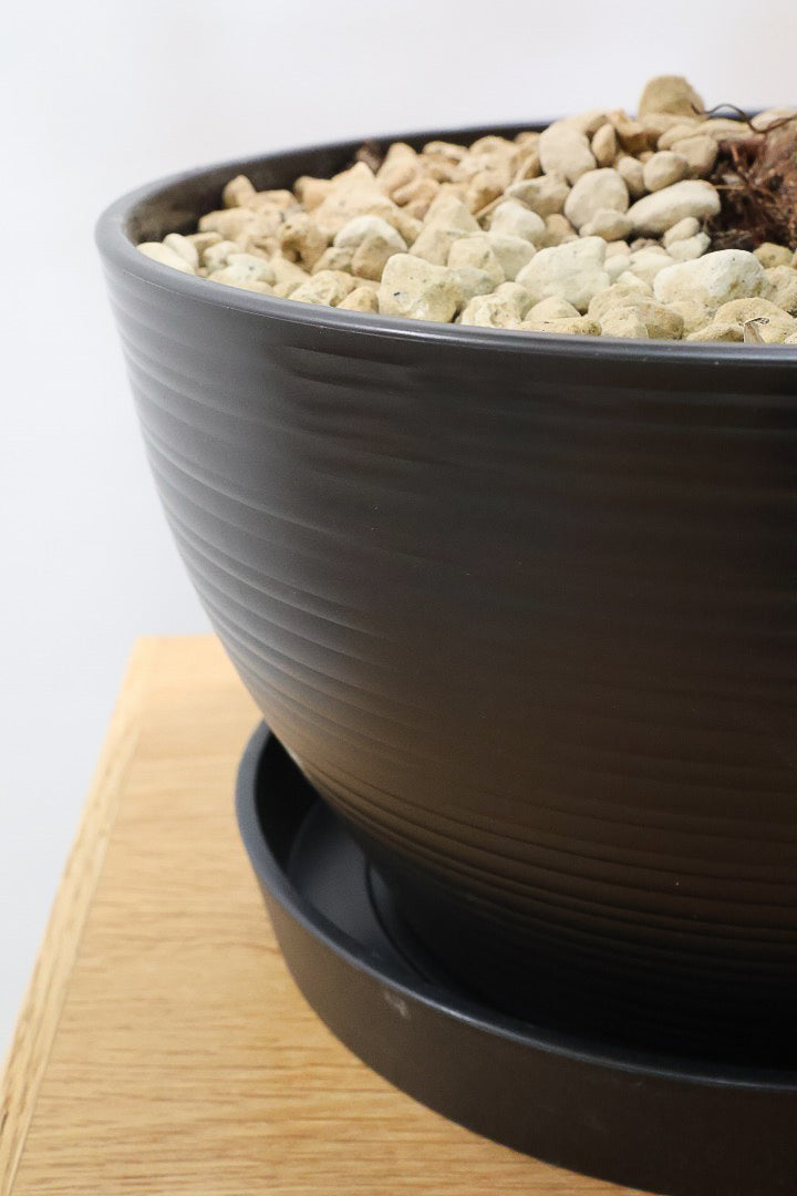 【ガジュマル】軽量なプラスチック鉢！S字にカーブした幹が個性的！仕入れ時に個性的な枝を選んで仕入れてきました！おすすめです！