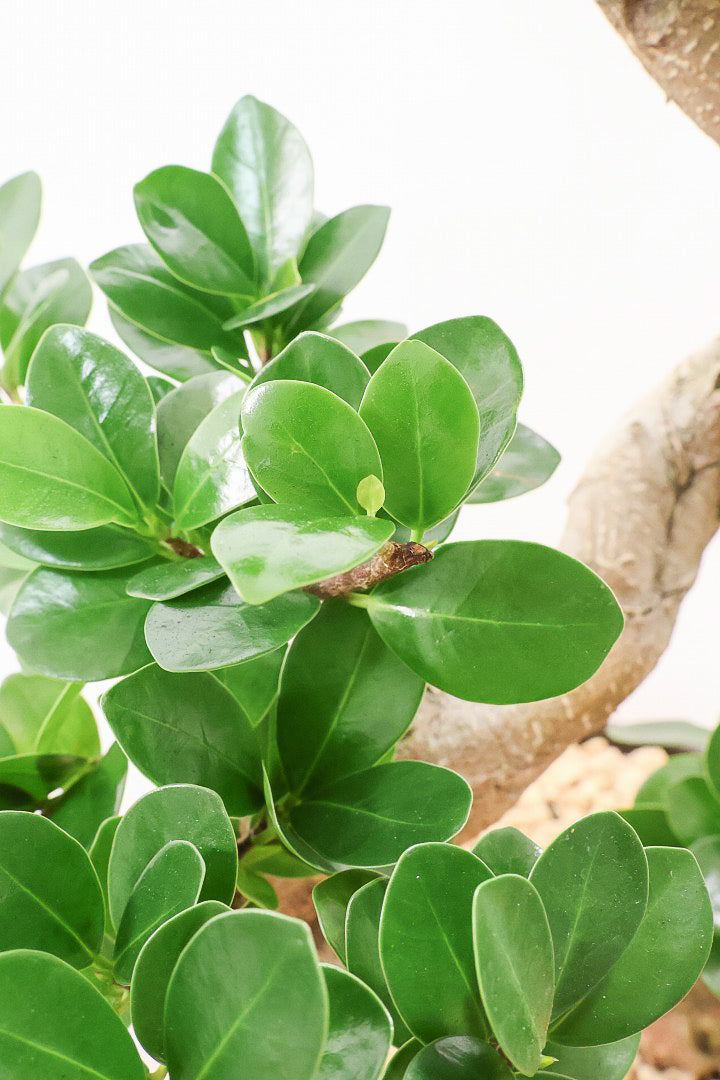 【ガジュマル】軽量なプラスチック鉢！S字にカーブした幹が個性的！仕入れ時に個性的な枝を選んで仕入れてきました！おすすめです！