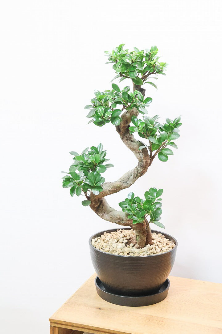 【ガジュマル】軽量なプラスチック鉢！S字にカーブした幹が個性的！仕入れ時に個性的な枝を選んで仕入れてきました！おすすめです！