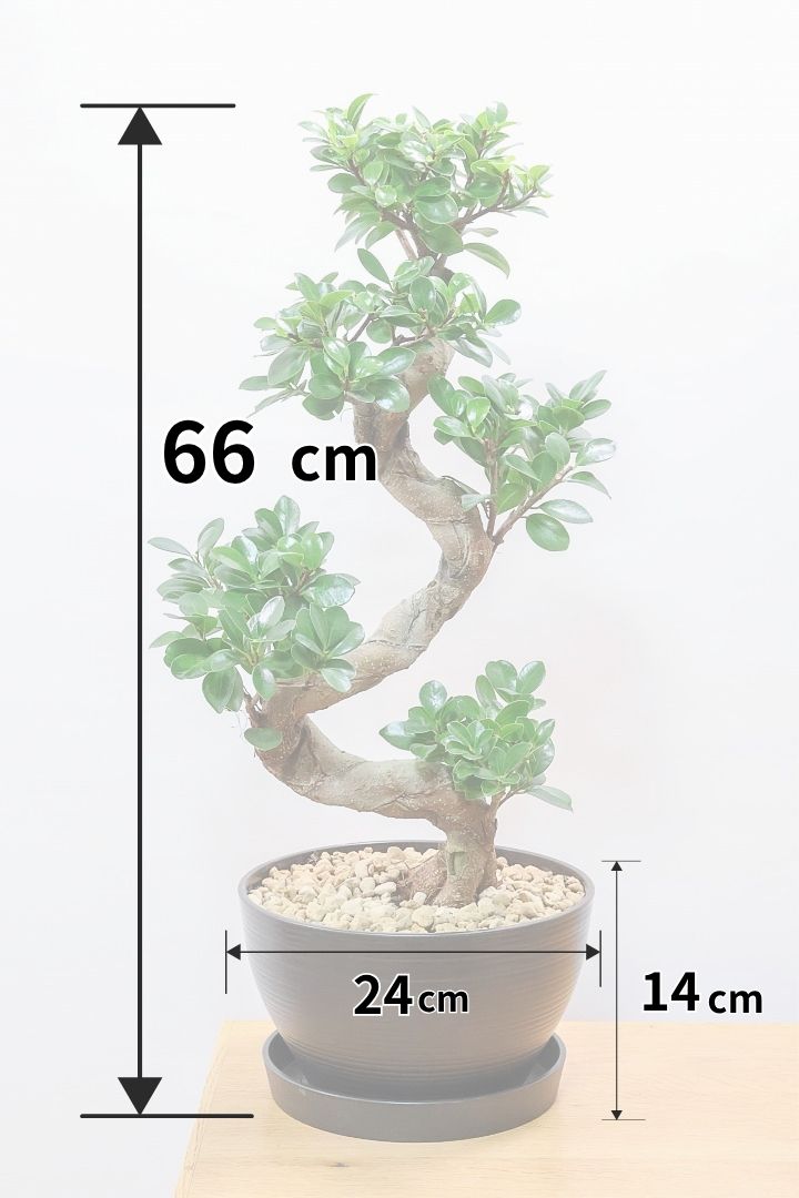 【ガジュマル】軽量なプラスチック鉢！S字にカーブした幹が個性的！仕入れ時に個性的な枝を選んで仕入れてきました！おすすめです！