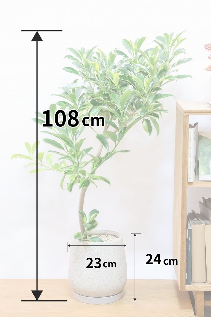 ファグラエア バリエガタIV61714| 観葉植物の通信販売 | APEGO(アペーゴ)