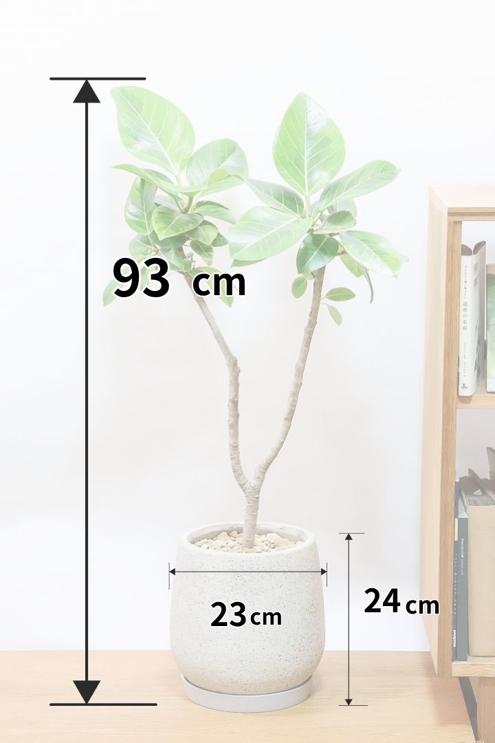 初めてでもできるゴムの木の取り木| 観葉植物の基礎知識|APEGO