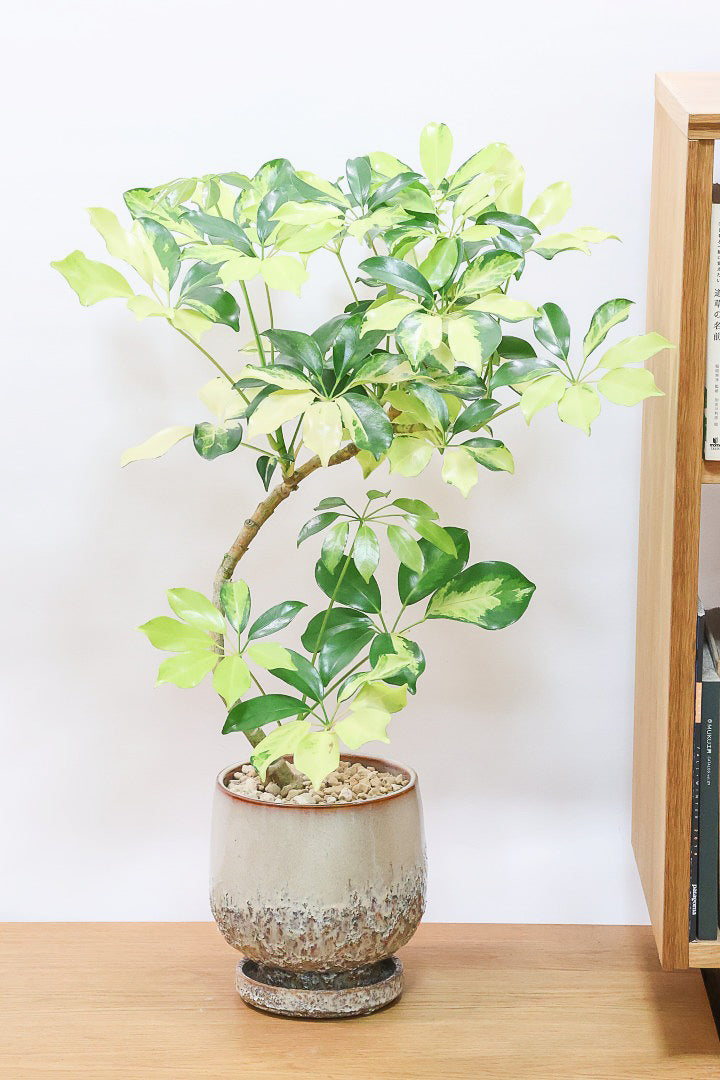 【シェフレラ ゴールドリーフ】スタイリッシュなPOT！シェフレラの中でも大き目の葉っぱが人気の品種。あまり流通しない希少種ですのでおススメですよ！