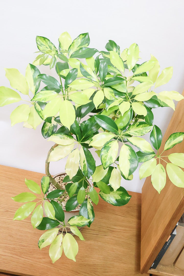 【シェフレラ ゴールドリーフ】スタイリッシュなPOT！シェフレラの中でも大き目の葉っぱが人気の品種。あまり流通しない希少種ですのでおススメですよ！