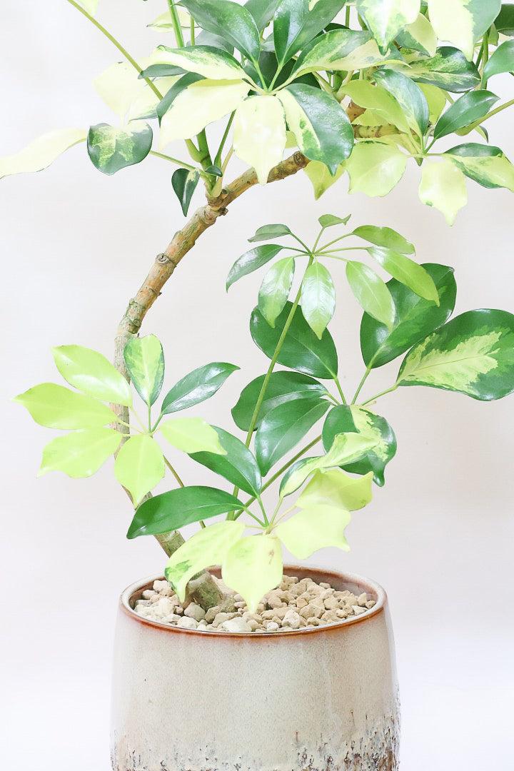 【シェフレラ ゴールドリーフ】スタイリッシュなPOT！シェフレラの中でも大き目の葉っぱが人気の品種。あまり流通しない希少種ですのでおススメですよ！