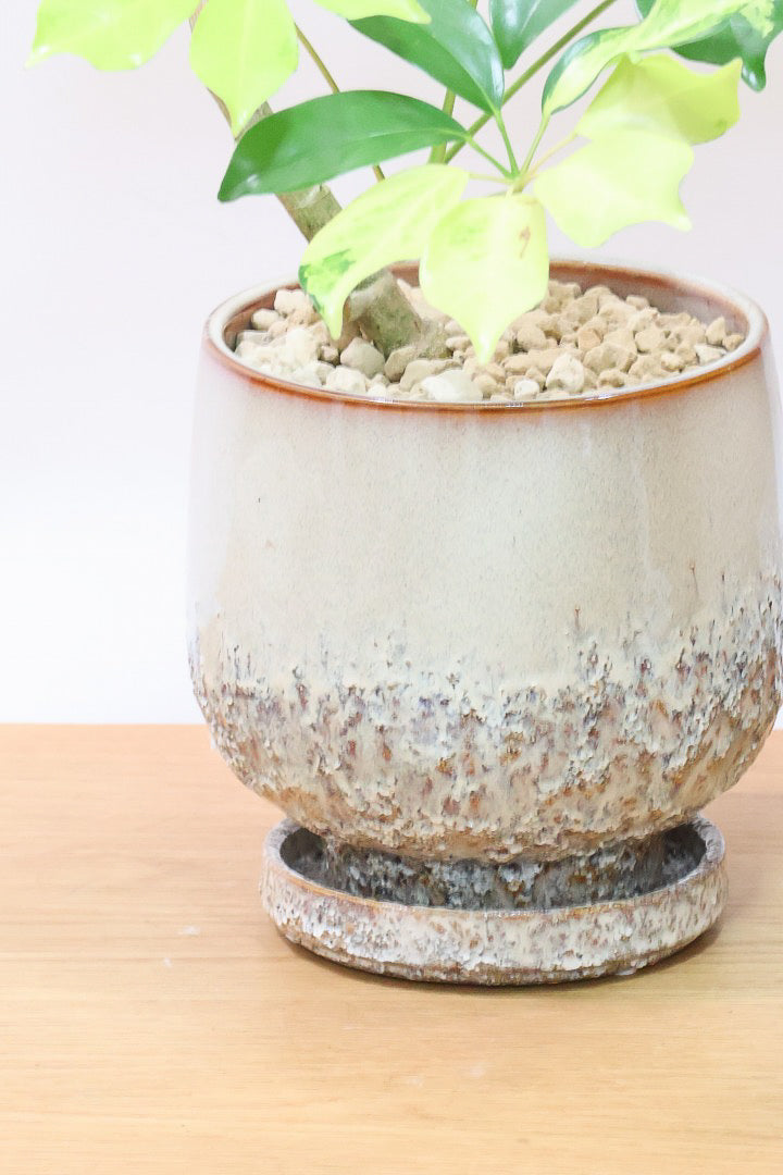 【シェフレラ ゴールドリーフ】スタイリッシュなPOT！シェフレラの中でも大き目の葉っぱが人気の品種。あまり流通しない希少種ですのでおススメですよ！