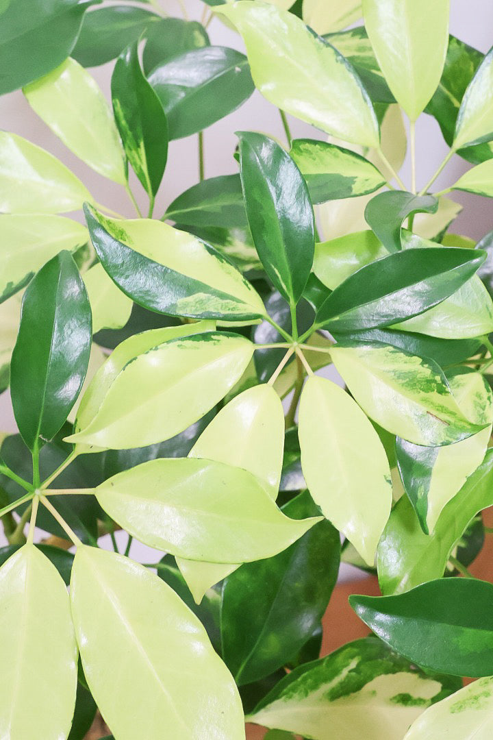 【シェフレラ ゴールドリーフ】スタイリッシュなPOT！シェフレラの中でも大き目の葉っぱが人気の品種。あまり流通しない希少種ですのでおススメですよ！