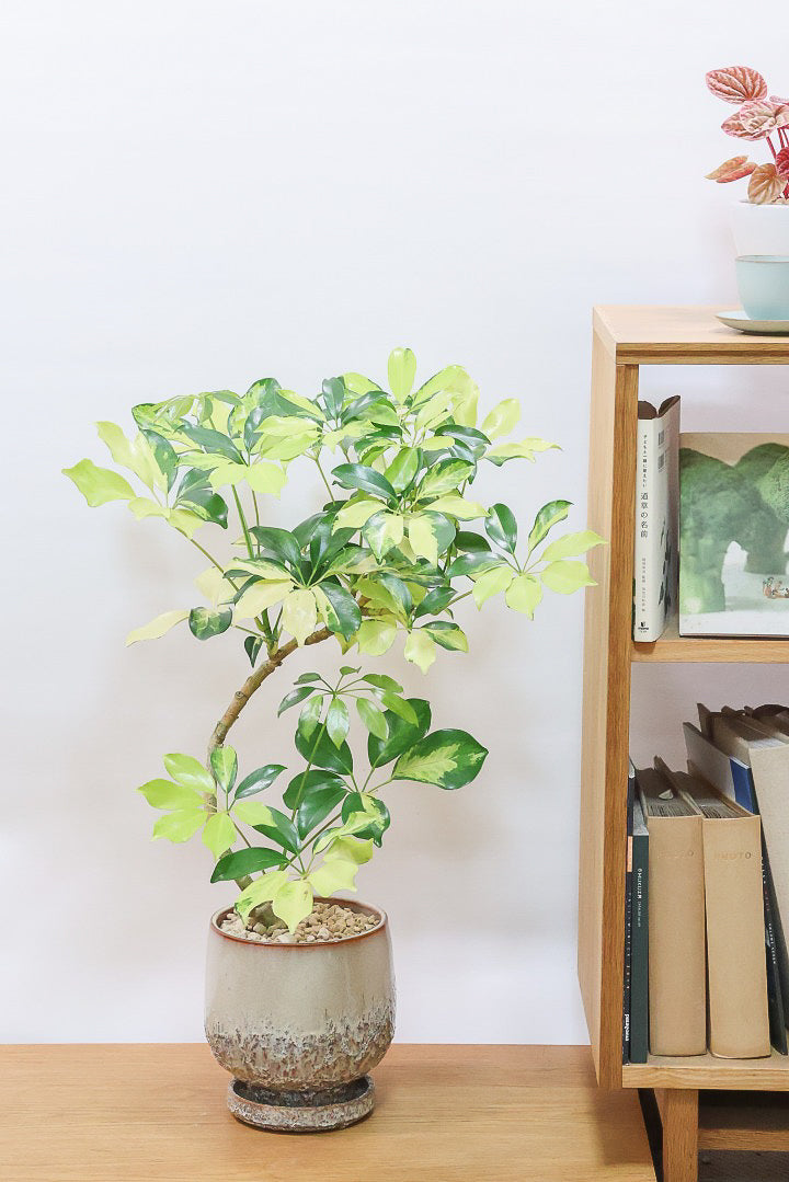 【シェフレラ ゴールドリーフ】スタイリッシュなPOT！シェフレラの中でも大き目の葉っぱが人気の品種。あまり流通しない希少種ですのでおススメですよ！