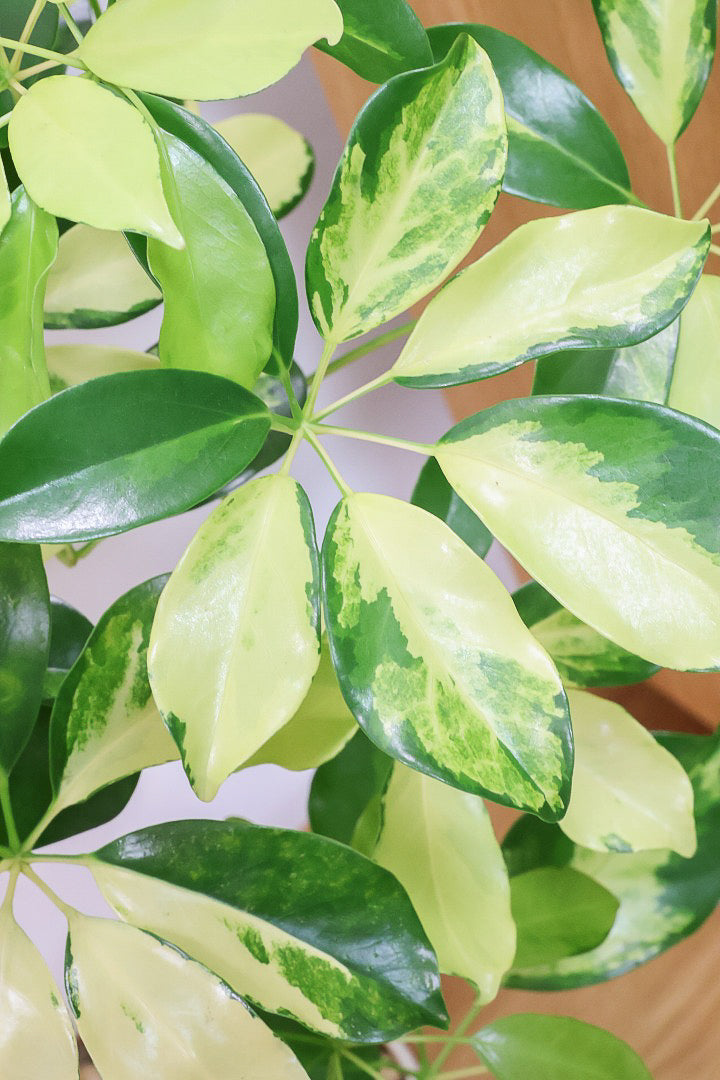 【シェフレラ ゴールドリーフ】スタイリッシュなPOT！シェフレラの中でも大き目の葉っぱが人気の品種。あまり流通しない希少種ですのでおススメですよ！