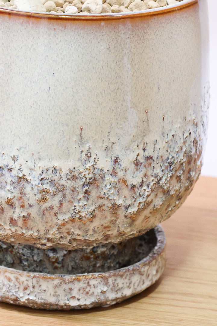 【シェフレラ ゴールドリーフ】スタイリッシュなPOT！シェフレラの中でも大き目の葉っぱが人気の品種。あまり流通しない希少種ですのでおススメですよ！