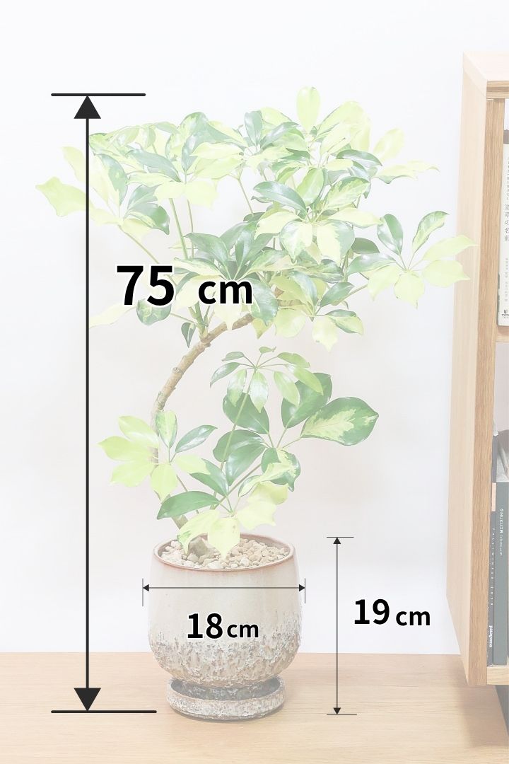 【シェフレラ ゴールドリーフ】スタイリッシュなPOT！シェフレラの中でも大き目の葉っぱが人気の品種。あまり流通しない希少種ですのでおススメですよ！