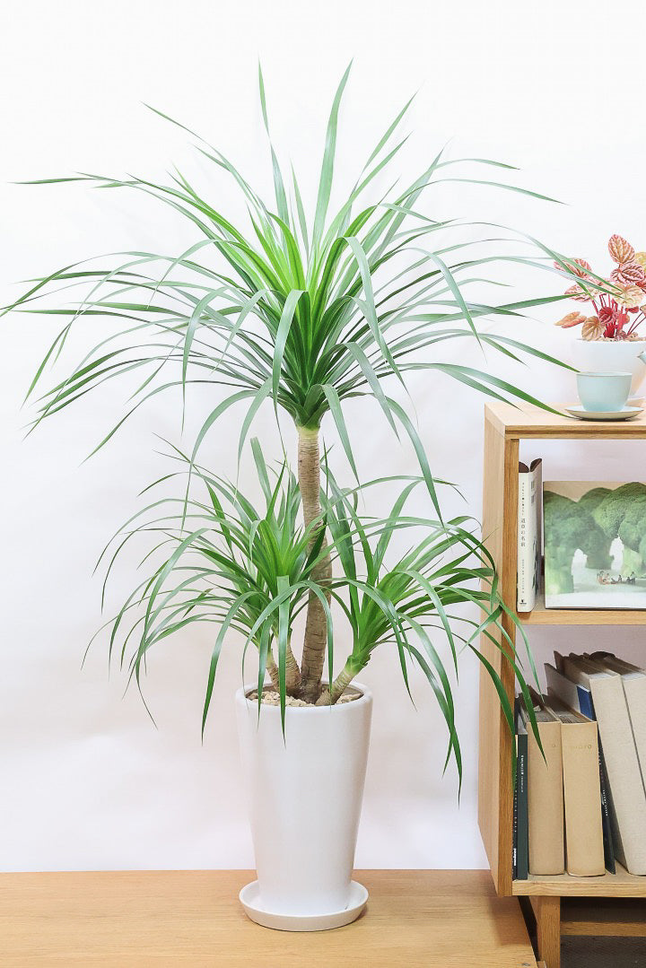 【カンボジアーナ】BIGサイズ！全体のバランスがとってもいい！丈夫で育てやすいのでお部屋のインテリアにぴったり！