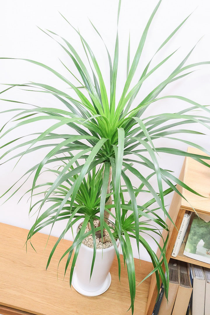 【カンボジアーナ】BIGサイズ！全体のバランスがとってもいい！丈夫で育てやすいのでお部屋のインテリアにぴったり！