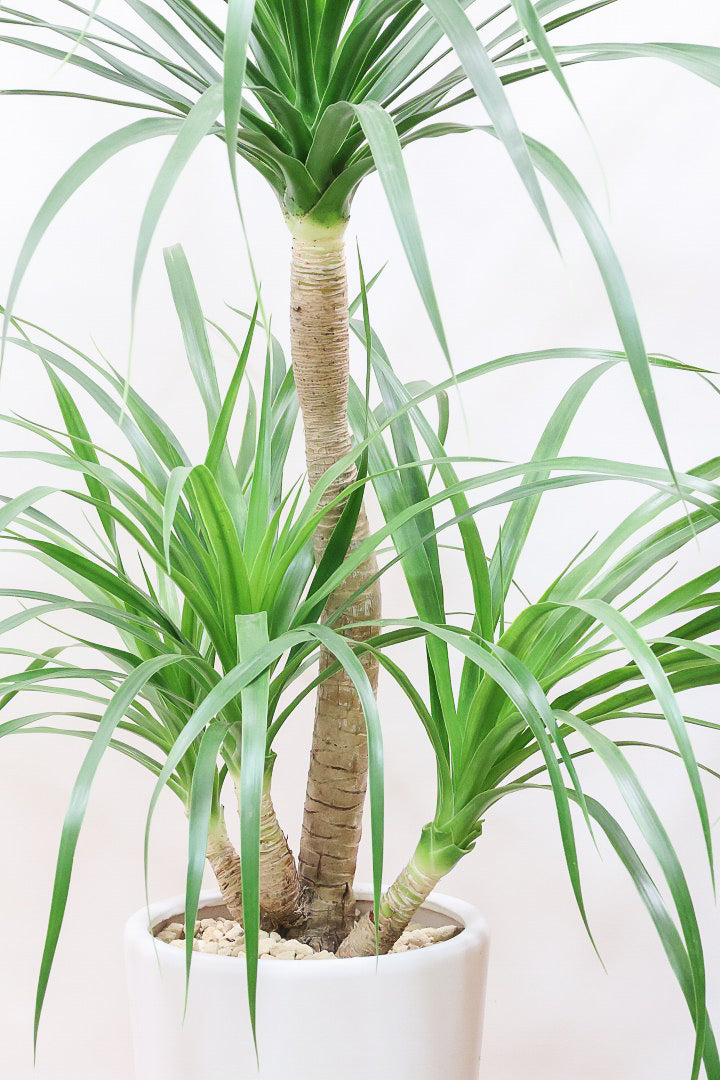 【カンボジアーナ】BIGサイズ！全体のバランスがとってもいい！丈夫で育てやすいのでお部屋のインテリアにぴったり！