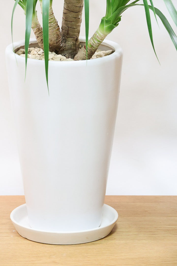 【カンボジアーナ】BIGサイズ！全体のバランスがとってもいい！丈夫で育てやすいのでお部屋のインテリアにぴったり！