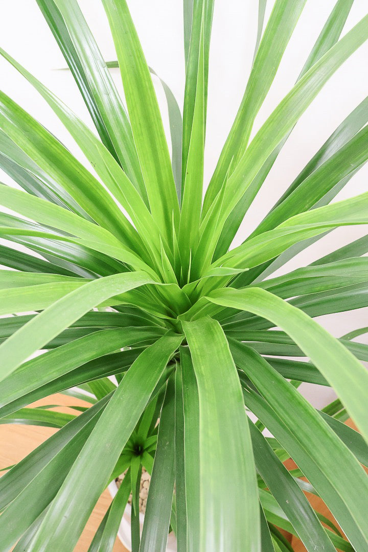 【カンボジアーナ】BIGサイズ！全体のバランスがとってもいい！丈夫で育てやすいのでお部屋のインテリアにぴったり！