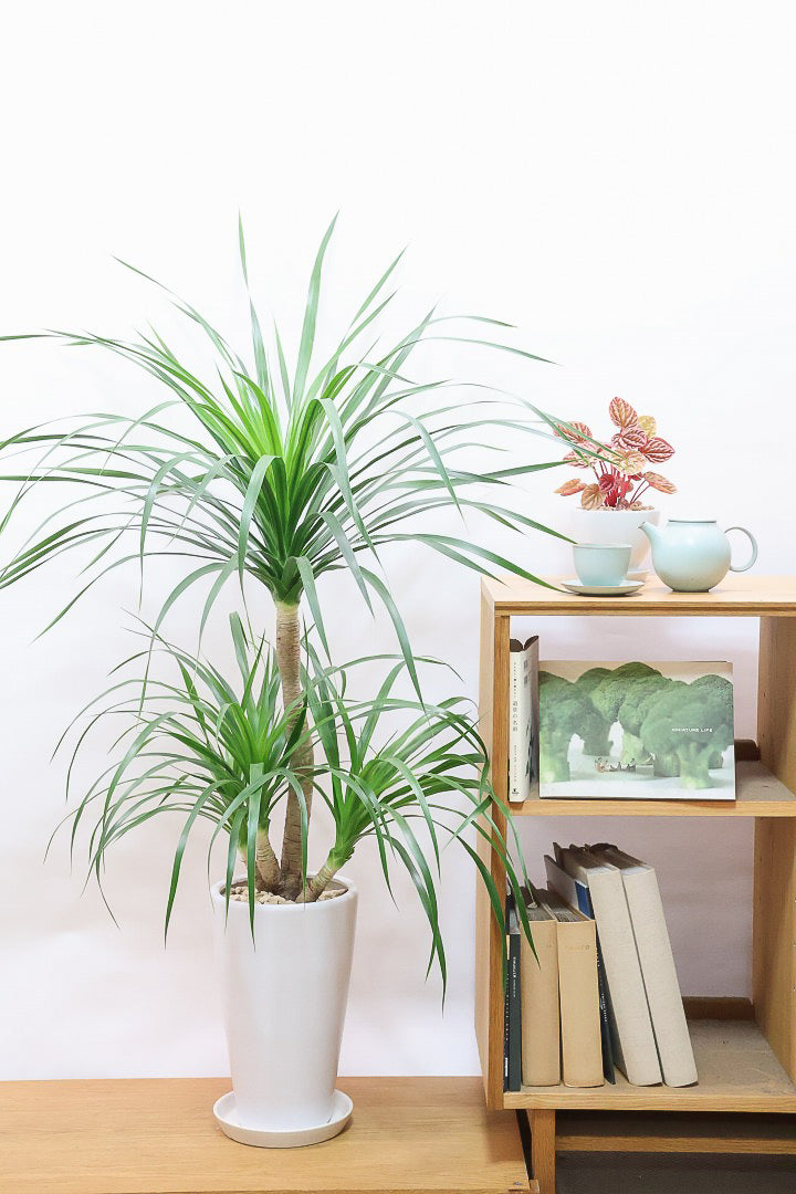 【カンボジアーナ】BIGサイズ！全体のバランスがとってもいい！丈夫で育てやすいのでお部屋のインテリアにぴったり！