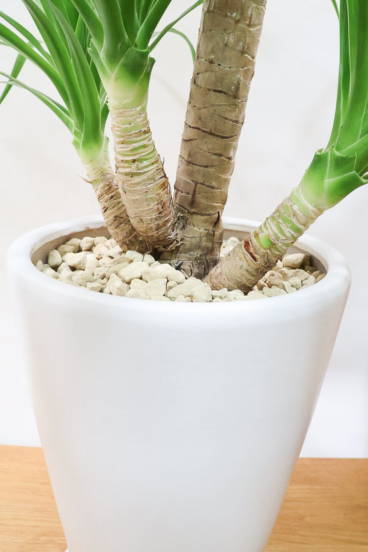 【カンボジアーナ】BIGサイズ！全体のバランスがとってもいい！丈夫で育てやすいのでお部屋のインテリアにぴったり！