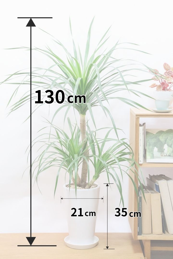 【カンボジアーナ】BIGサイズ！全体のバランスがとってもいい！丈夫で育てやすいのでお部屋のインテリアにぴったり！