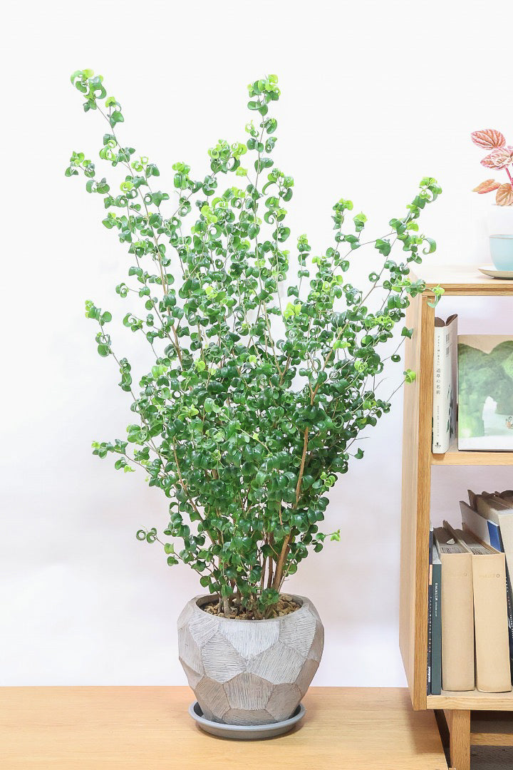 【ベンジャミン バロック】ボリュームがあるタイプ！高さもあるのでお部屋のシンボルにぴったりです！スタイリッシュなPOTもおすすめです！