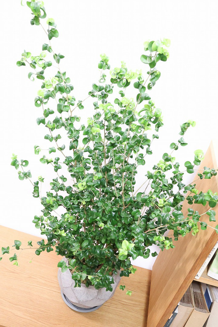 【ベンジャミン バロック】ボリュームがあるタイプ！高さもあるのでお部屋のシンボルにぴったりです！スタイリッシュなPOTもおすすめです！