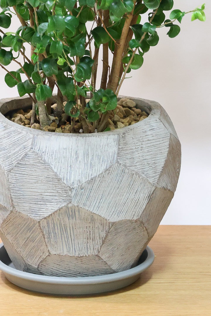 【ベンジャミン バロック】ボリュームがあるタイプ！高さもあるのでお部屋のシンボルにぴったりです！スタイリッシュなPOTもおすすめです！