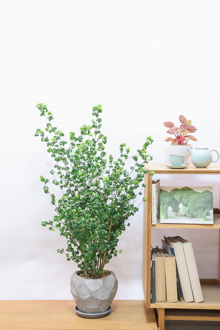 【ベンジャミン バロック】ボリュームがあるタイプ！高さもあるのでお部屋のシンボルにぴったりです！スタイリッシュなPOTもおすすめです！