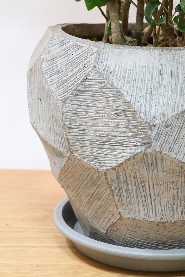 【ベンジャミン バロック】ボリュームがあるタイプ！高さもあるのでお部屋のシンボルにぴったりです！スタイリッシュなPOTもおすすめです！