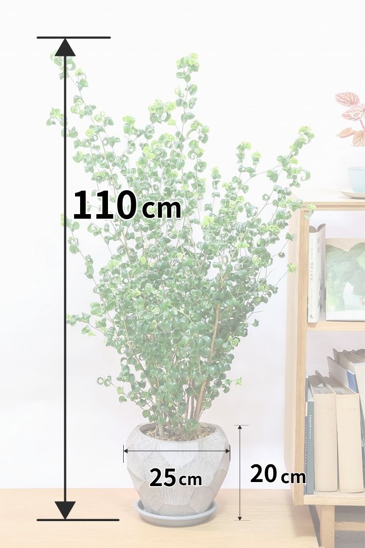 【ベンジャミン バロック】ボリュームがあるタイプ！高さもあるのでお部屋のシンボルにぴったりです！スタイリッシュなPOTもおすすめです！